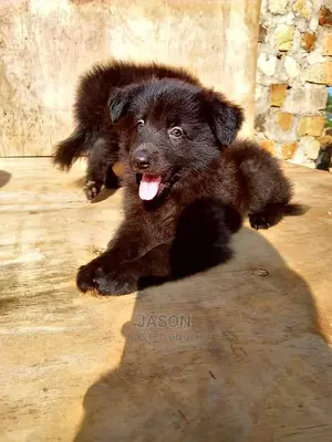 1-3 Months Male Purebred German Shepherd