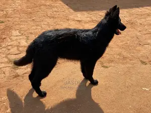 1-3 Months Male Purebred German Shepherd
