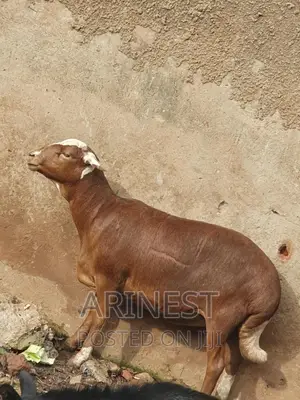 Pregnant Hampshire Sheeep