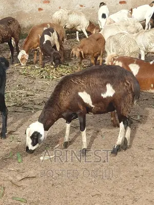 Pregnant Hampshire Sheeep