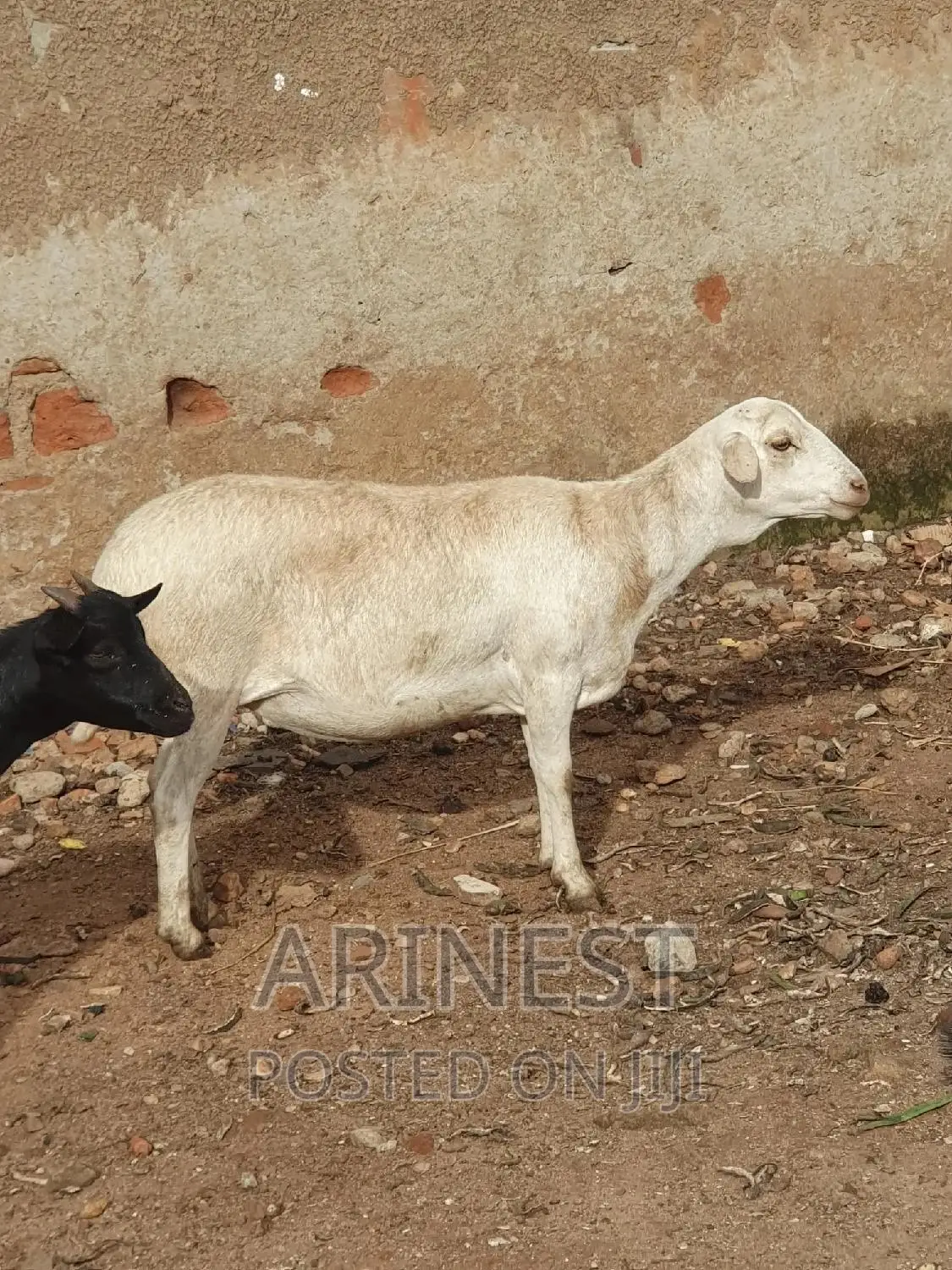 Pregnant Hampshire Sheeep