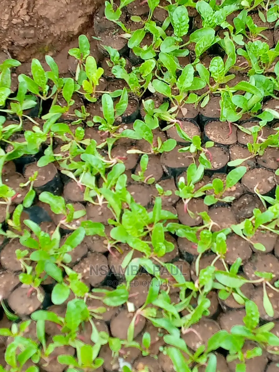 Spinach Plants