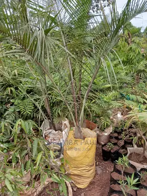 Triangular Palm
