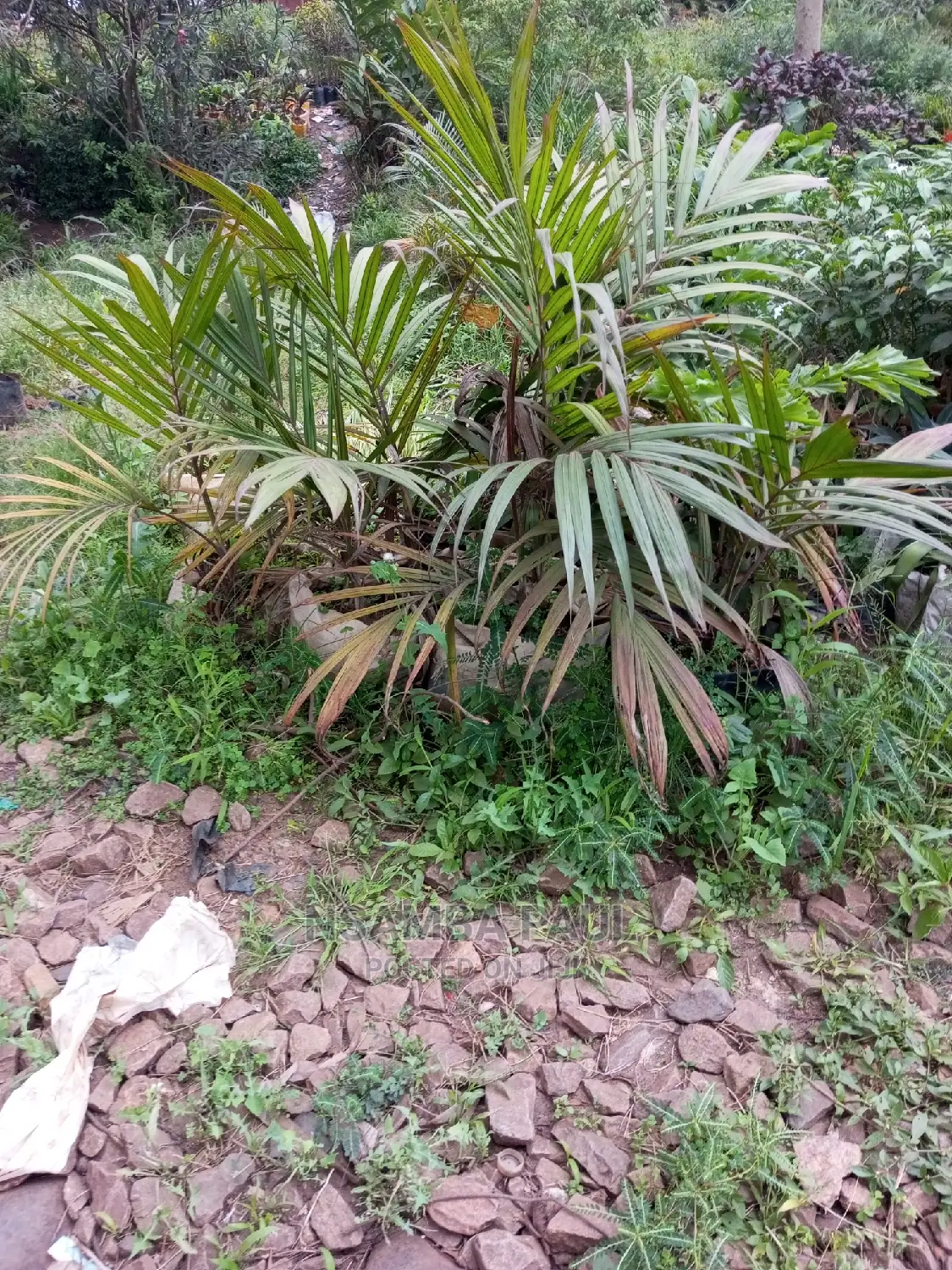 Red Palm Available
