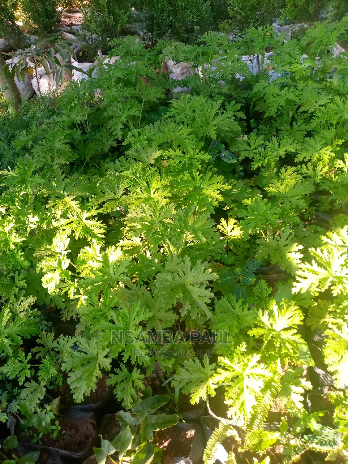 Mosquito Repellent Citronella