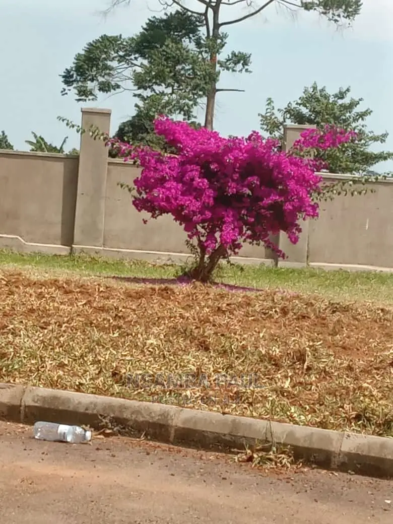 Bougainvillea