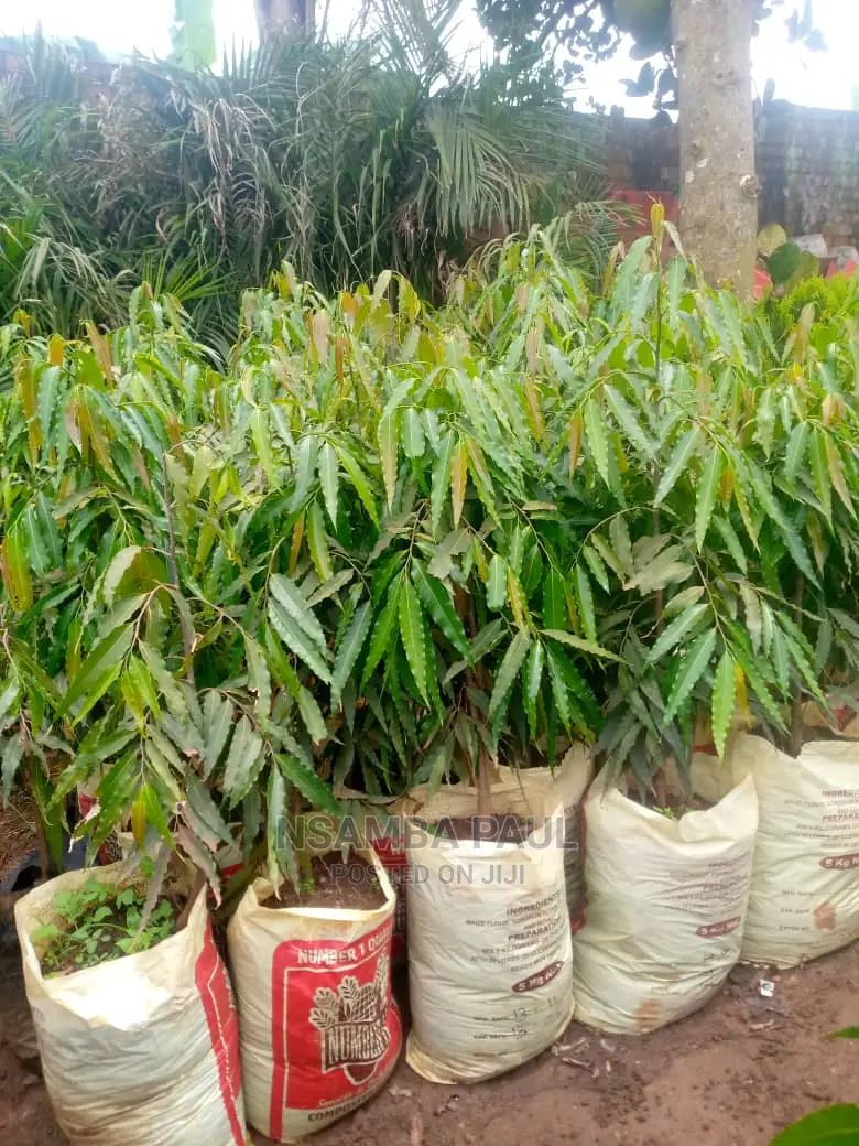 Ashoka Trees Available