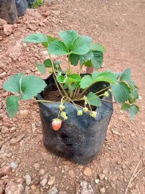 Strawberry Plants