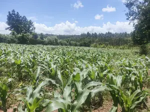 3acres of Land for Sale at Zirobwe
