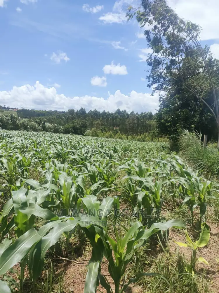 3acres of Land for Sale at Zirobwe