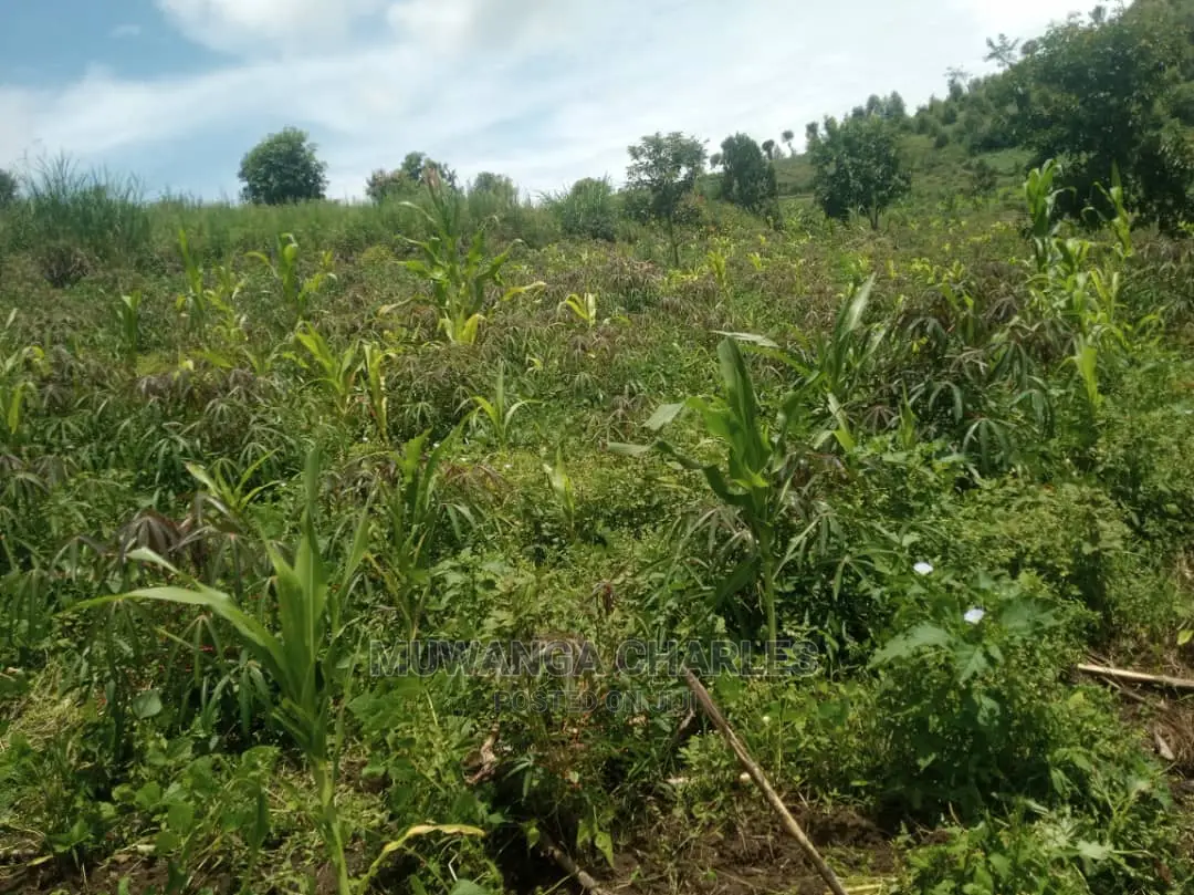 5acres of Land for Sale at Zirobwe Namawoja