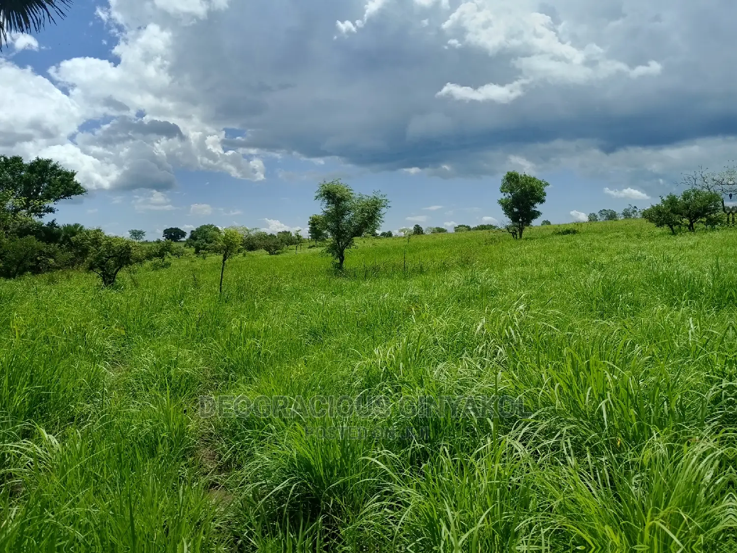 Farmland for Sale in Uganda 6000acres