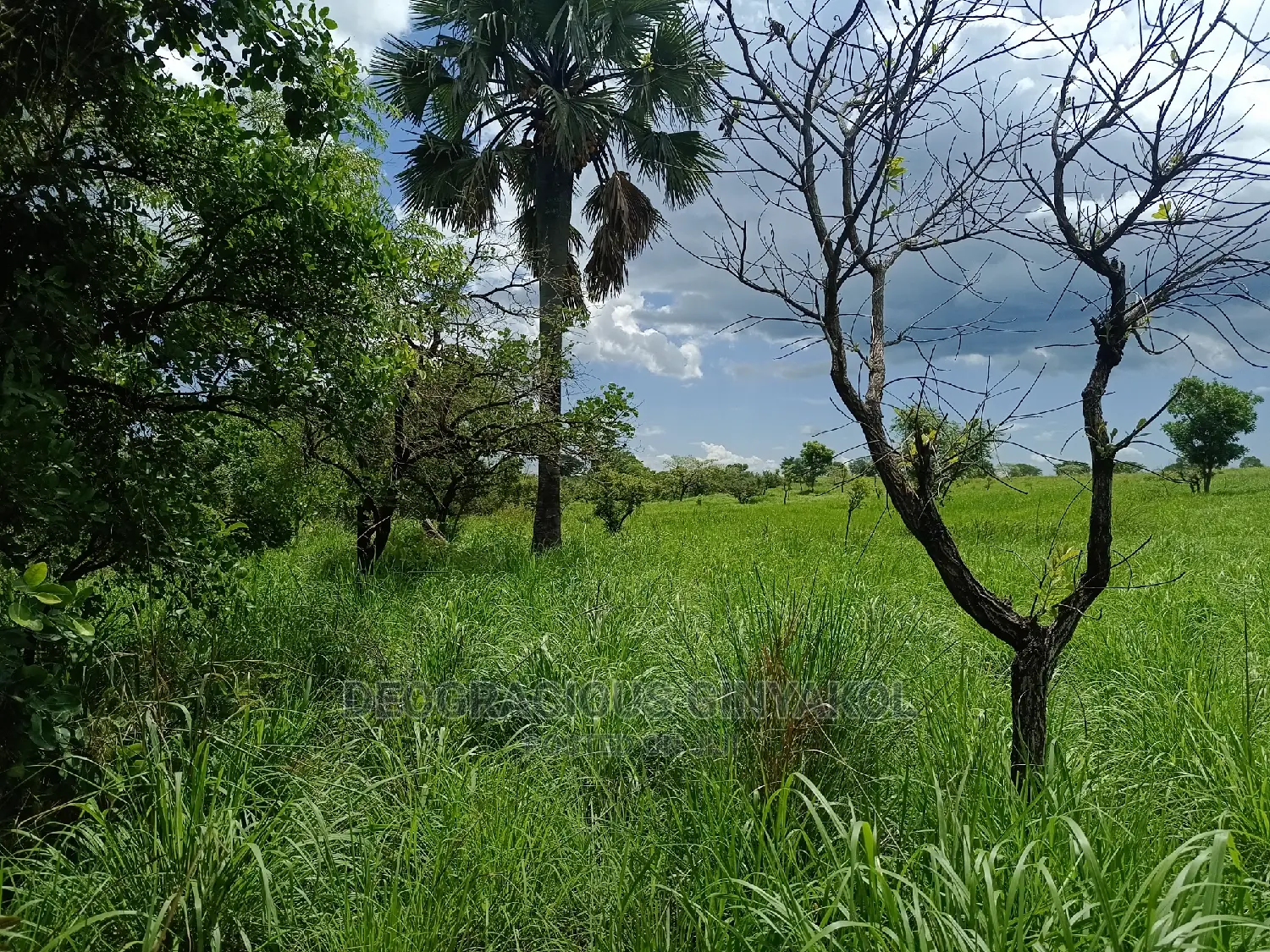 Farmland for Sale in Uganda 5000acres
