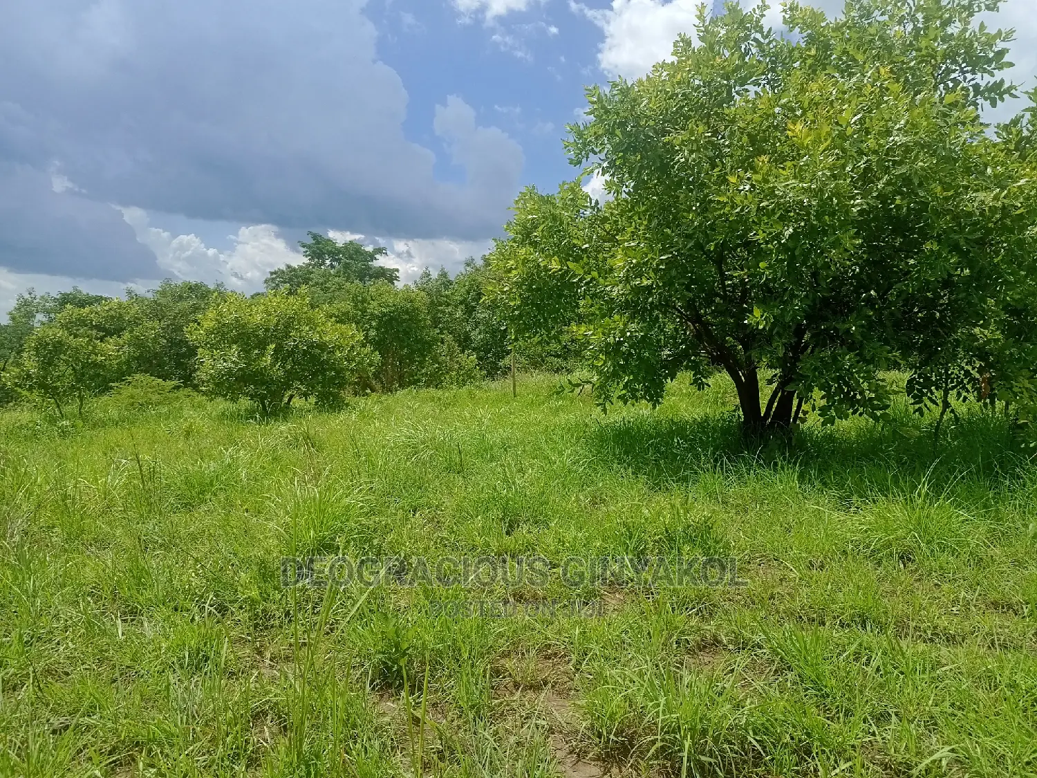 Farmland for Sale in Uganda 5000acres