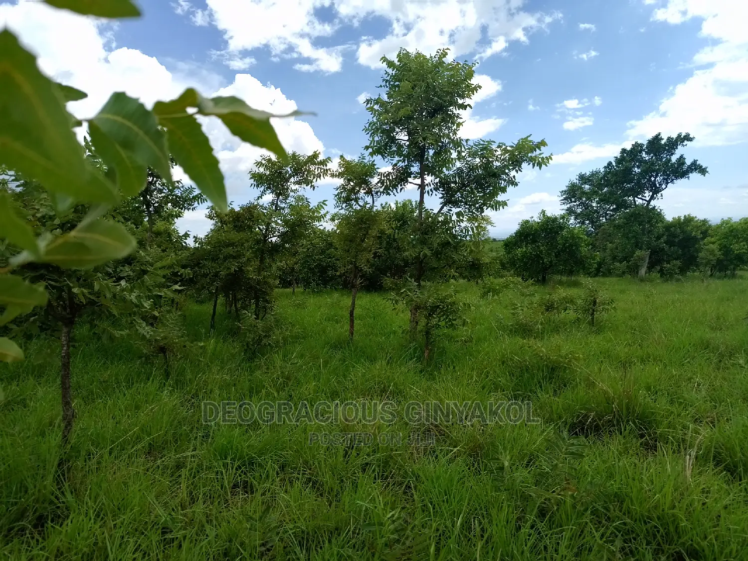 Farmland for Sale in Uganda 5000acres