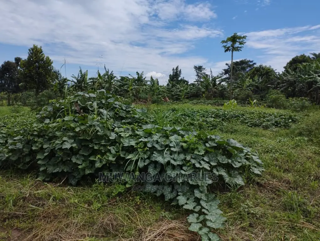 100by100ft Plot of Land for Sale at Buwate