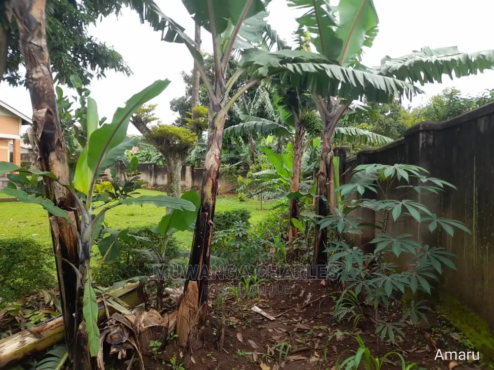 100by100ft Plot of Land for Sale at Buwate