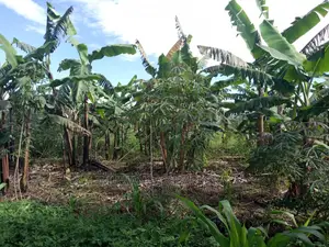 2acres of Land for Sale at Kikyusa
