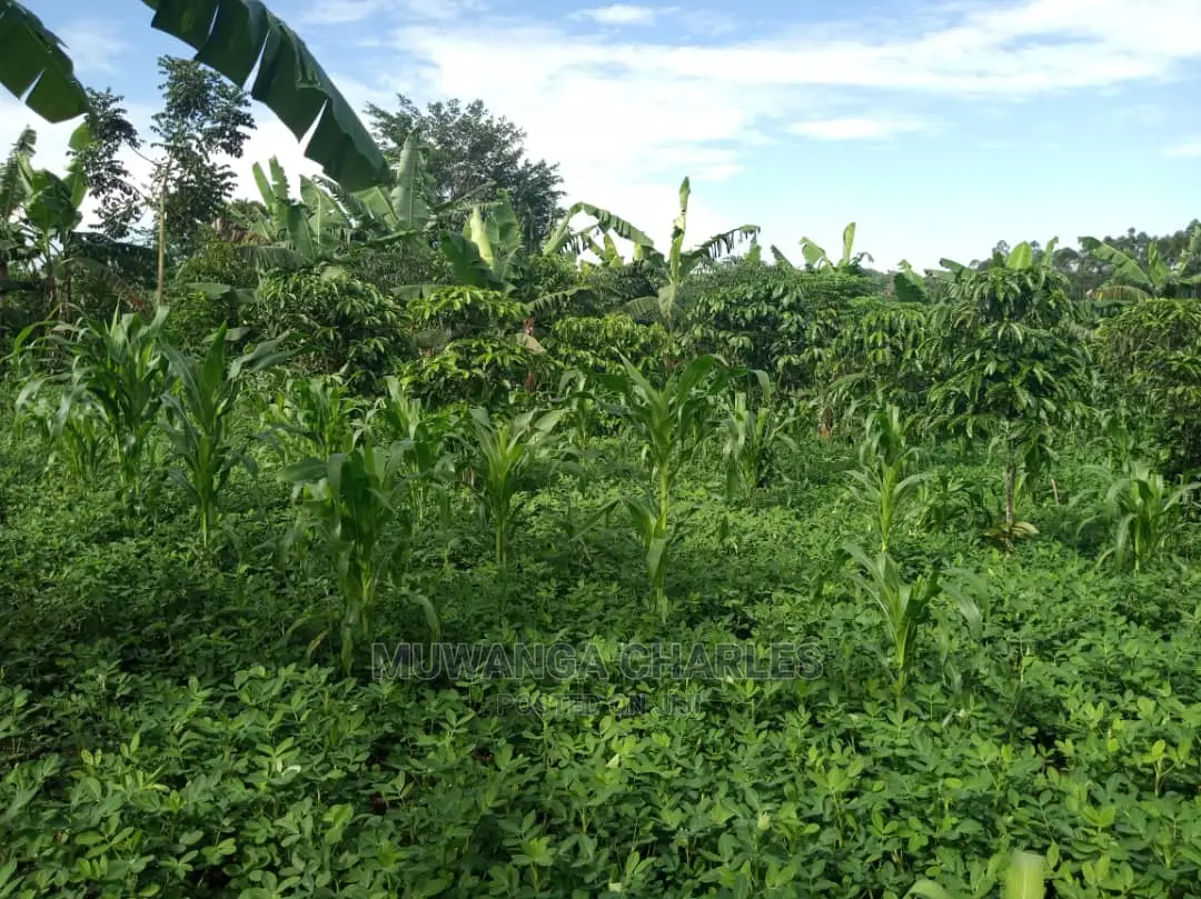 2acres of Land for Sale at Kikyusa