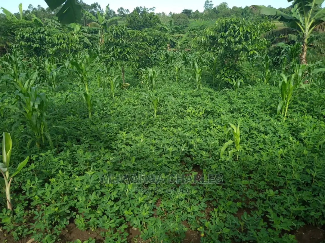 2acres of Land for Sale at Kikyusa