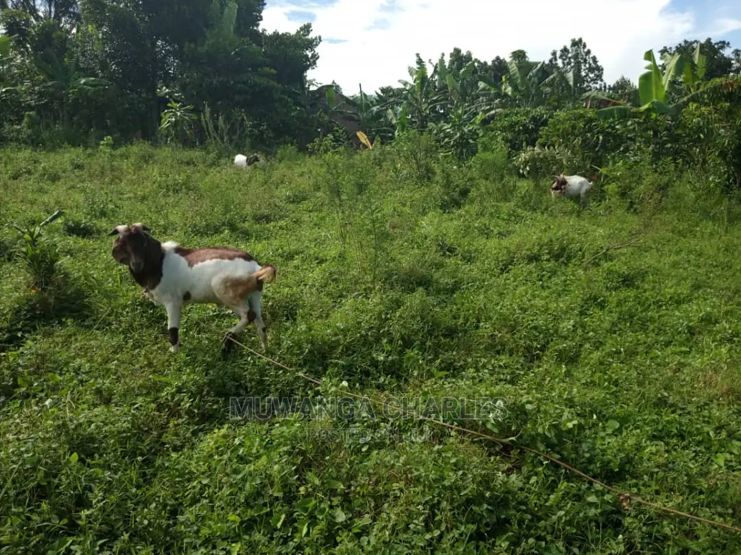 2acres of Land for Sale at Kikyusa