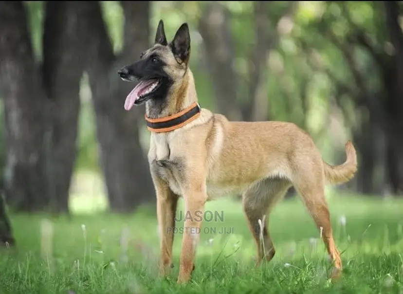 1-3 Months Male Purebred Belgian Malinois