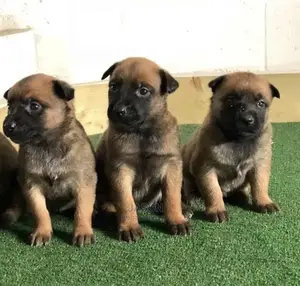 1-3 Months Male Purebred Belgian Malinois