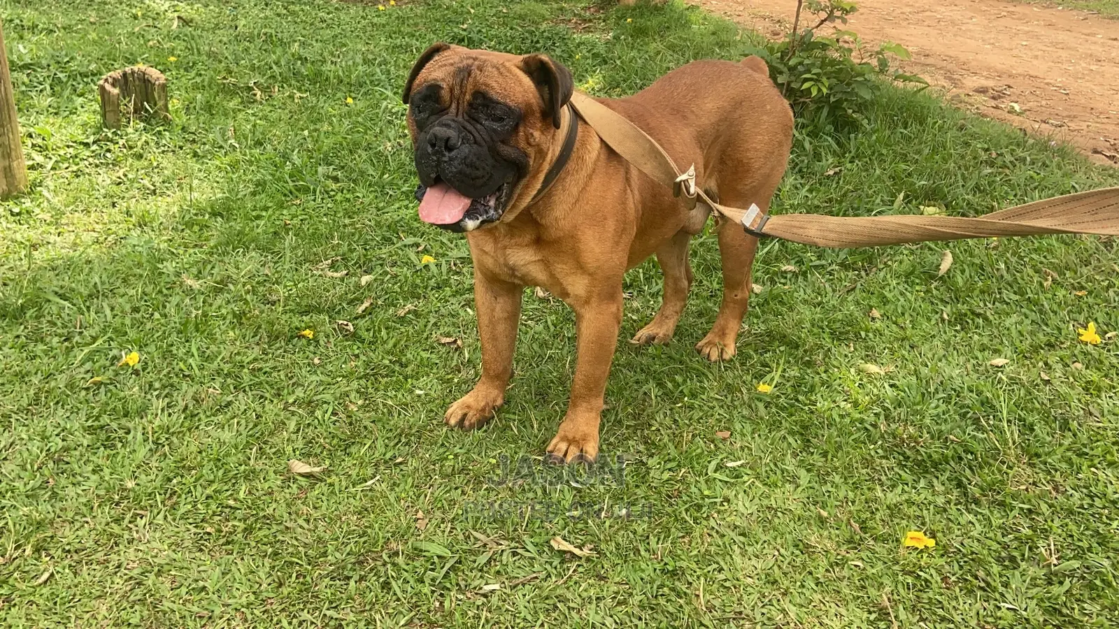 1-3 Months Male Purebred Boerboel