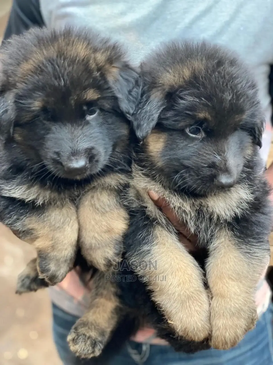 1-3 Months Male Purebred German Shepherd