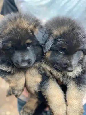 1-3 Months Male Purebred German Shepherd