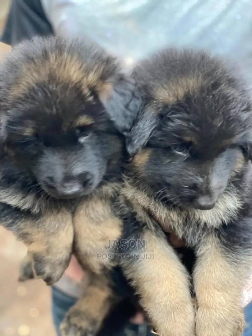 1-3 Months Male Purebred German Shepherd