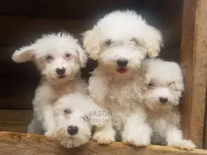 1-3 Months Male Purebred Maltese