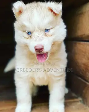1-3 Months Male Purebred Alaskan Malamute