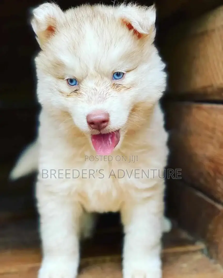 1-3 Months Male Purebred Alaskan Malamute
