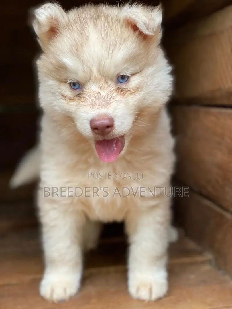 1-3 Months Male Purebred Alaskan Malamute