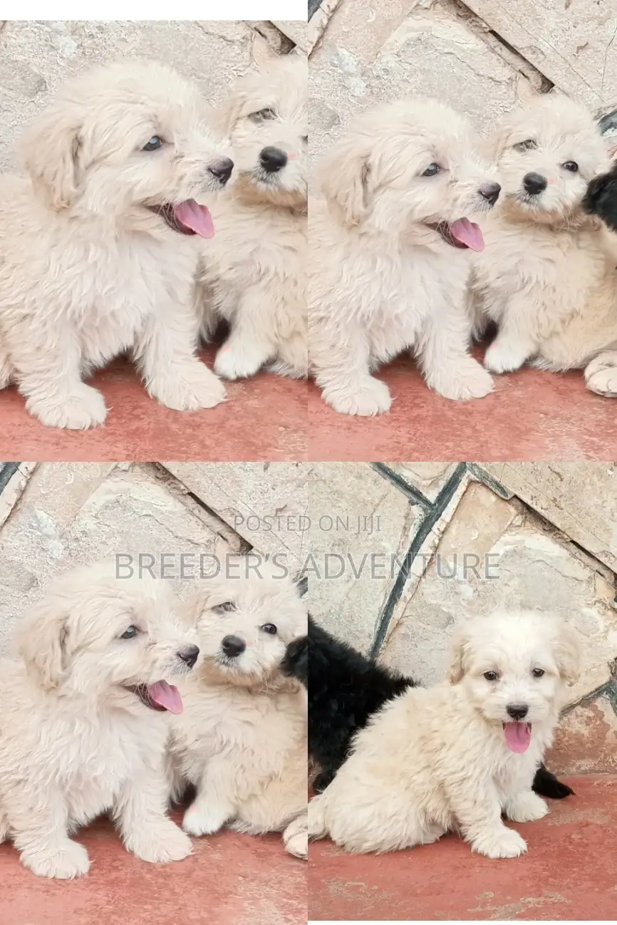 1-3 Months Male Purebred Maltese