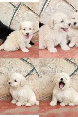 1-3 Months Male Purebred Maltese