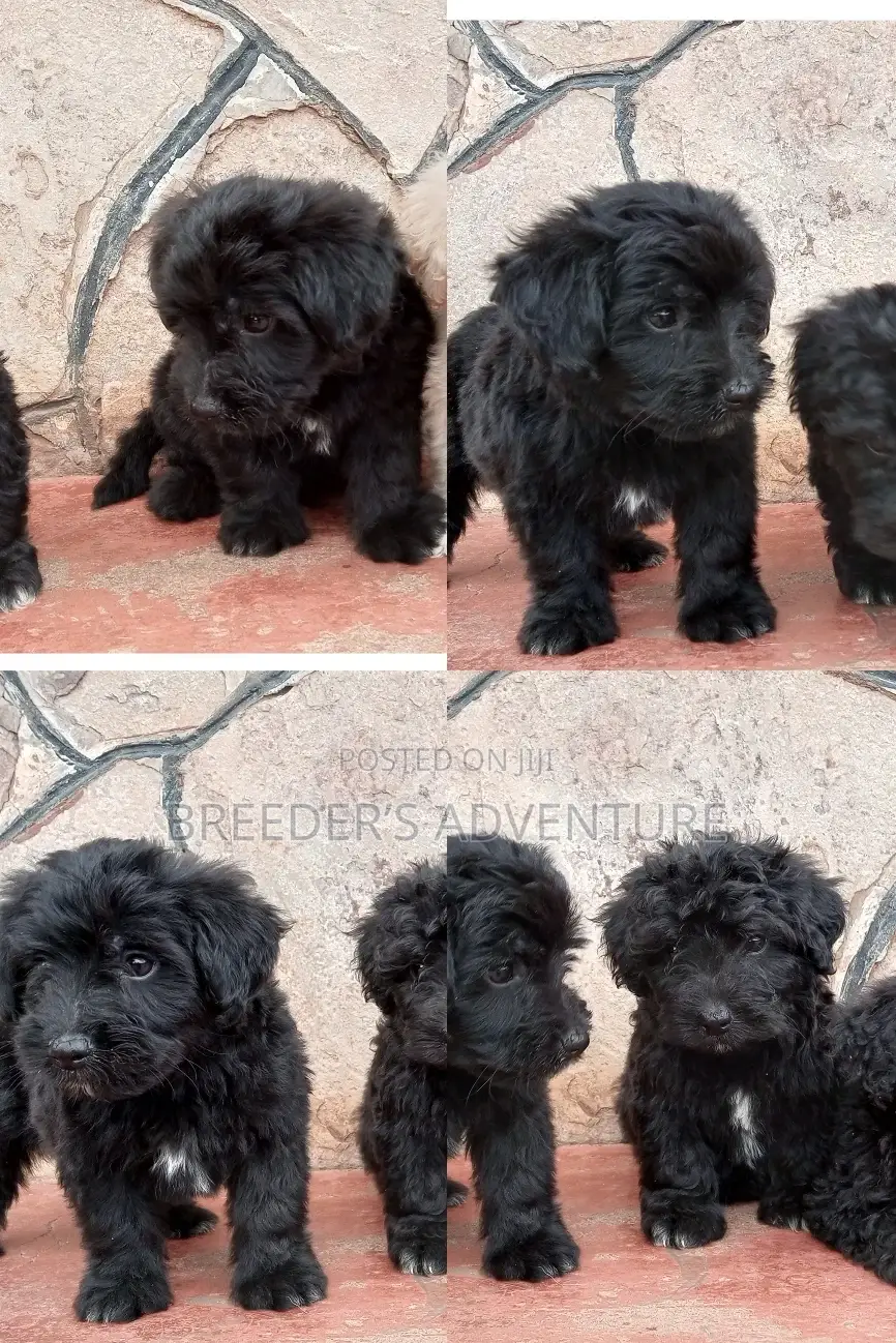 1-3 Months Male Purebred Maltese