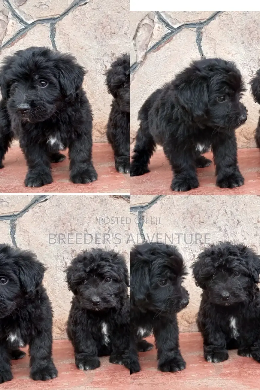 1-3 Months Male Purebred Maltese