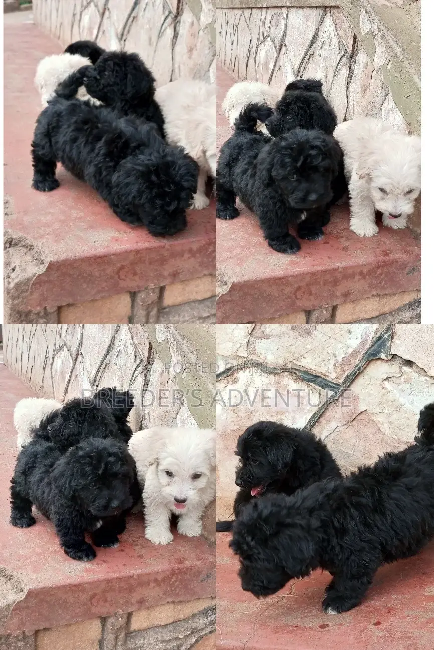 1-3 Months Male Purebred Maltese