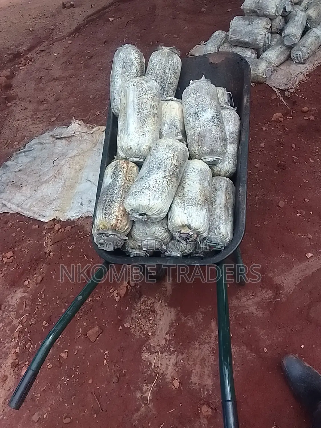 Oyster Mushroom Gardens