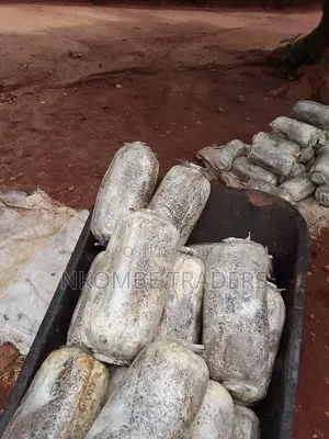 Oyster Mushroom Gardens
