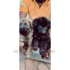 1-3 Months Male Purebred German Shepherd