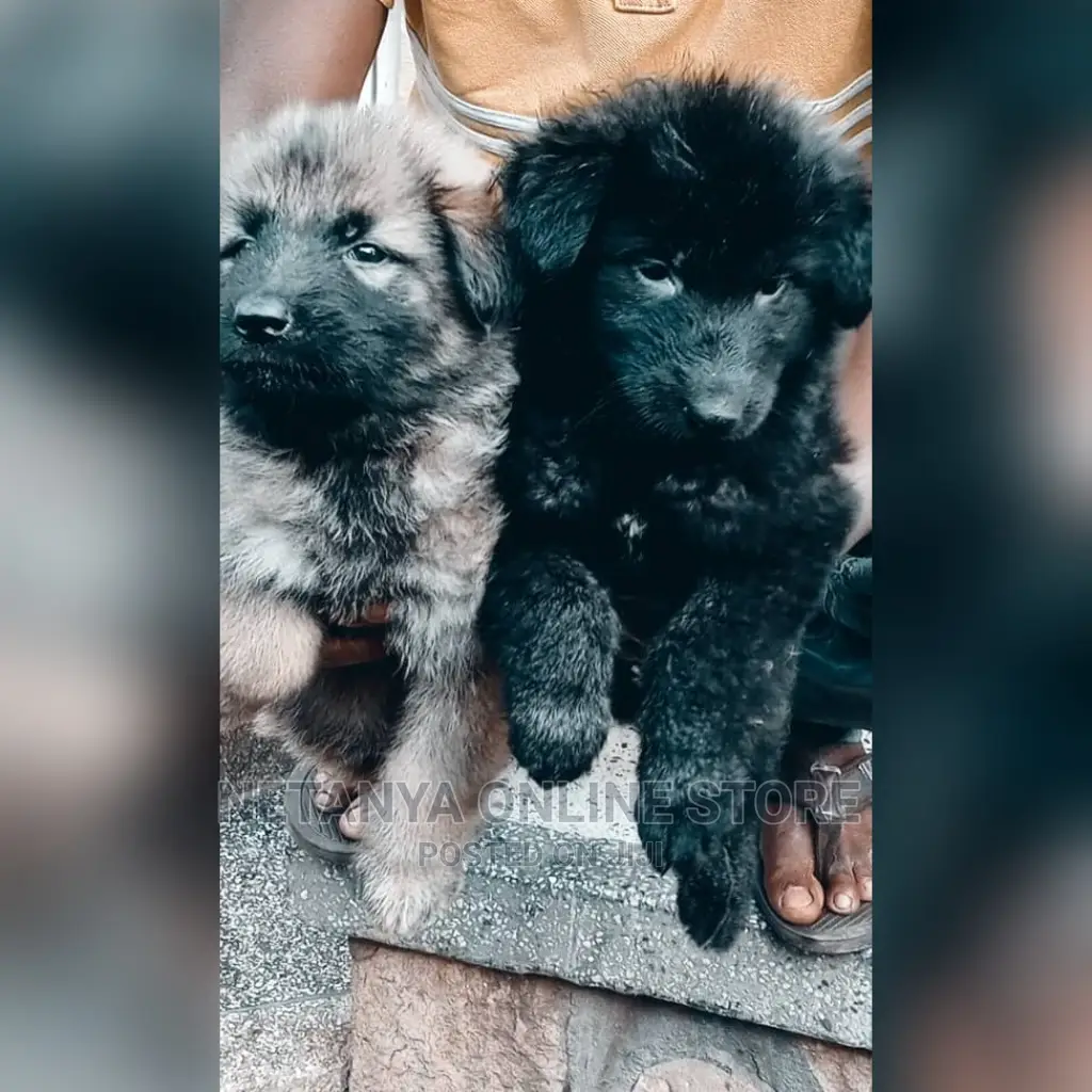 1-3 Months Male Purebred German Shepherd