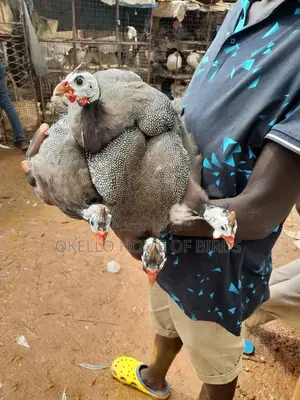 Three Females and One Male Mature Guinea Fowlz for Sell
