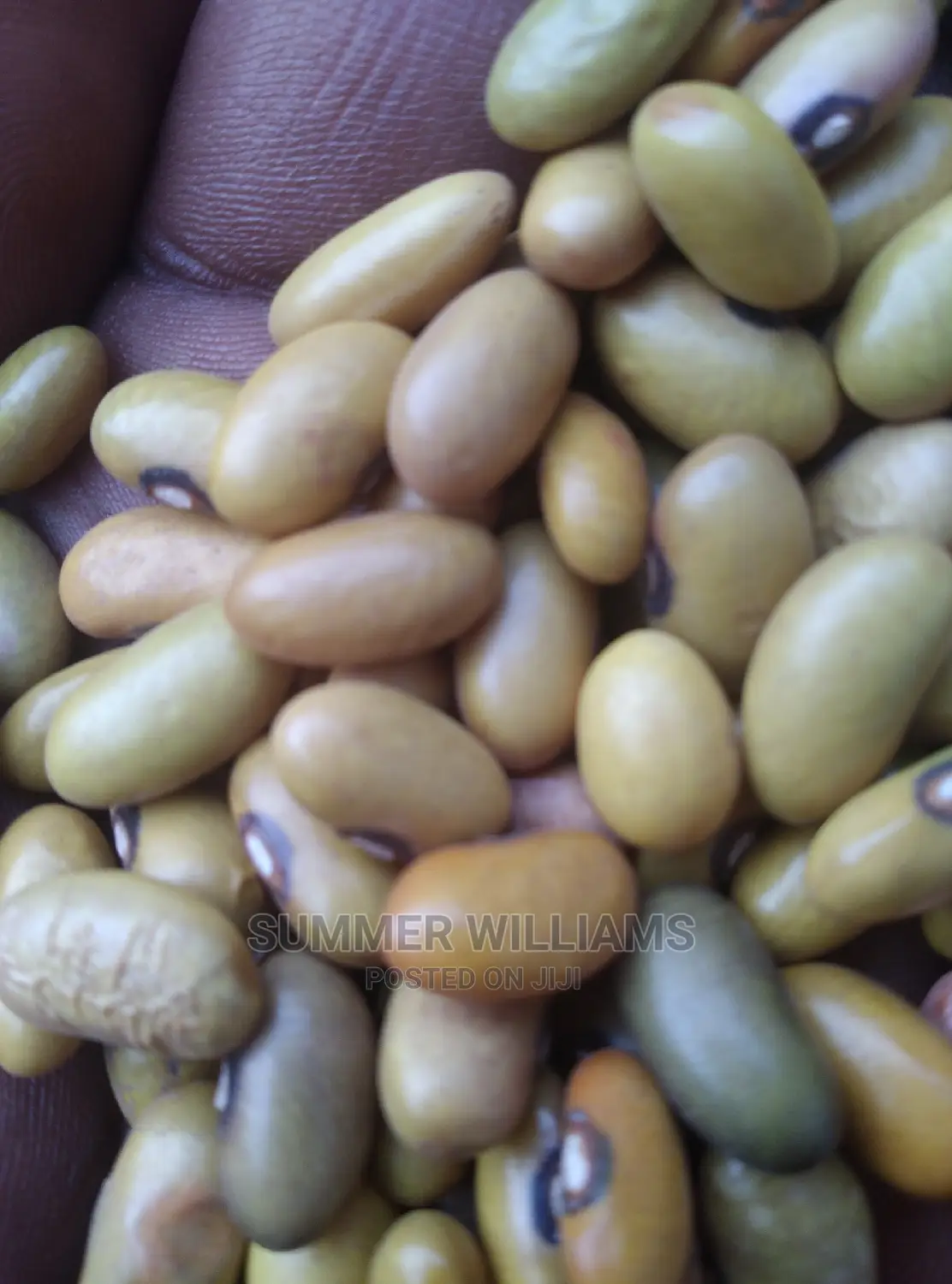 All Types of Beans