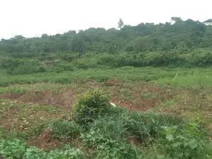 12decimals Plot of Land for Sale at Nakwero