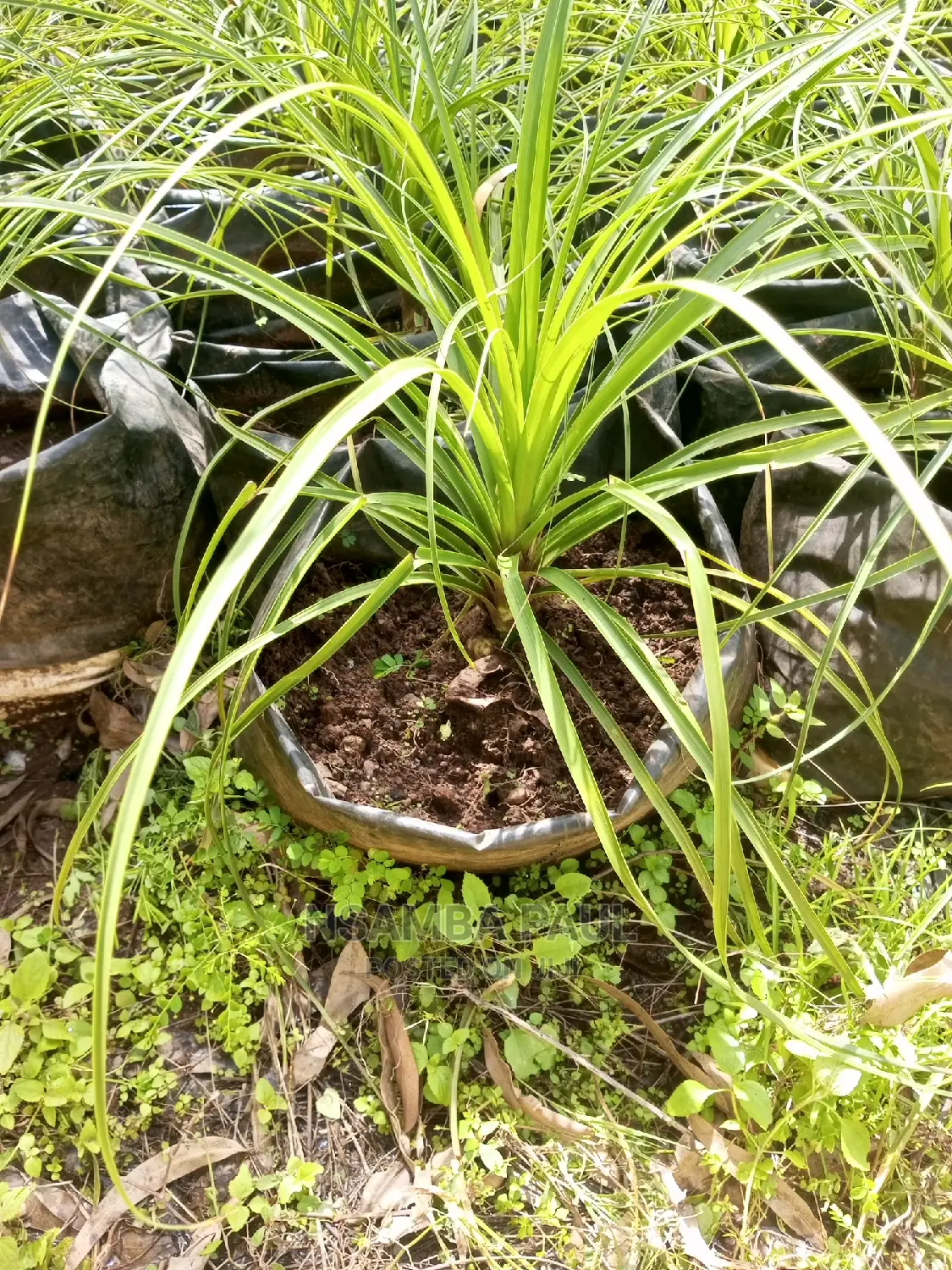 Ponytail Palm
