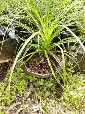 Ponytail Palm