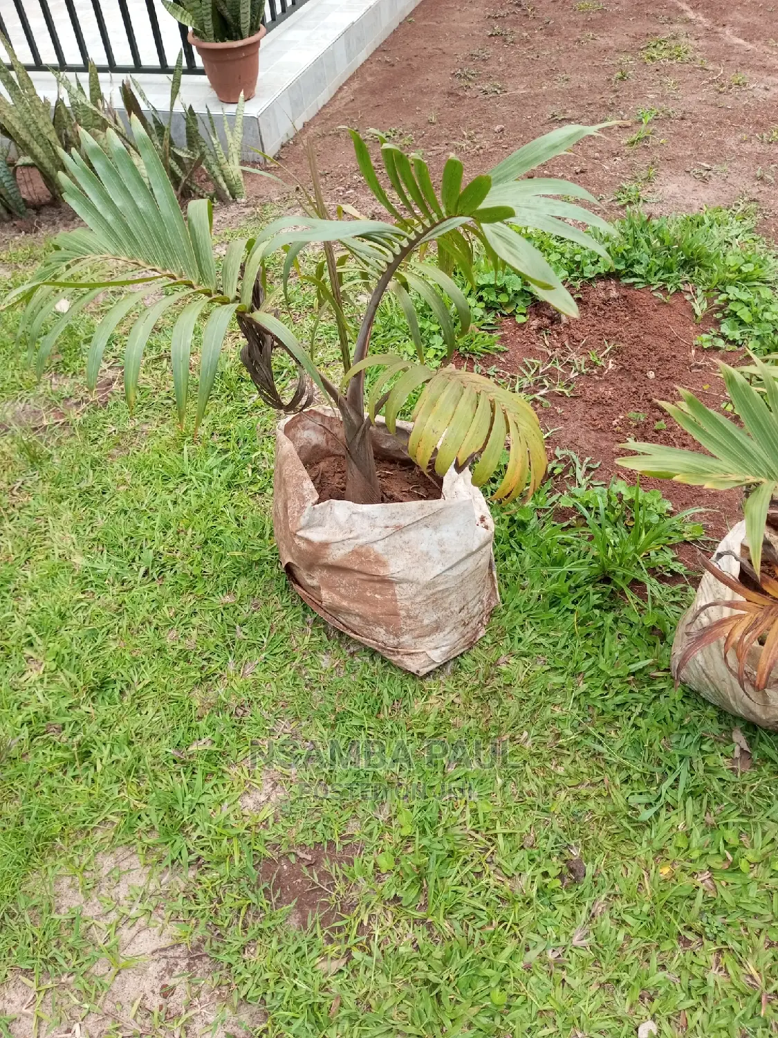 Bottle Palms